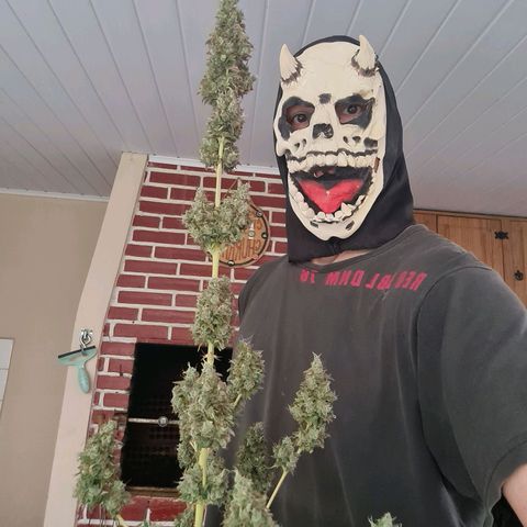 Auto Northern Lights 2 - In Braza growlog timeline photo