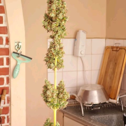 Auto Northern Lights 2 - In Braza growlog timeline photo