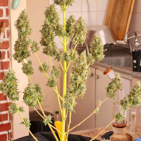 Auto Northern Lights 2 - In Braza growlog timeline photo