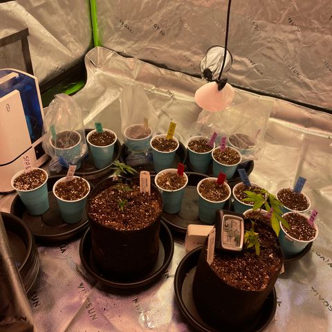 Rancid Rainbow #1 growlog timeline photo