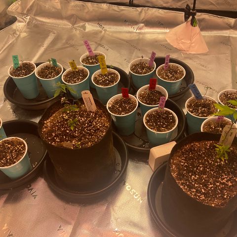 Rancid Rainbow #1 growlog photo: All seedlings except side piece 1, gelato farm 1 gelato farm 2,gf 3, rancid rainbow all have second set of leaves