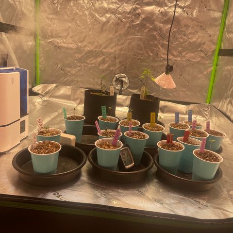 Rancid Rainbow #1 growlog photo: Moved the caffeine and the lemon chello to the back. Adjusted light height to 30in 