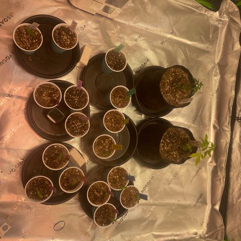 Rancid Rainbow #1 growlog timeline photo
