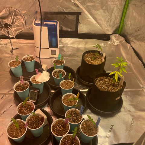 Rancid Rainbow #1 growlog timeline photo