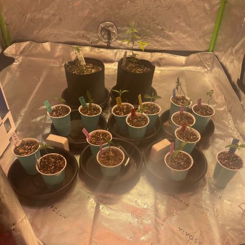 Rancid Rainbow #1 growlog photo: Watered all plants with 5.5 ph mix 