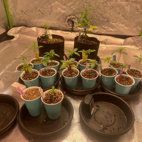 Rancid Rainbow #1 growlog timeline photo