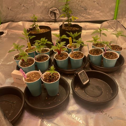 Rancid Rainbow #1 growlog timeline photo