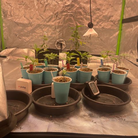 Rancid Rainbow #1 growlog timeline photo