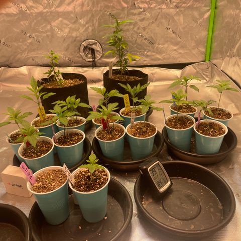 Rancid Rainbow #1 growlog timeline photo