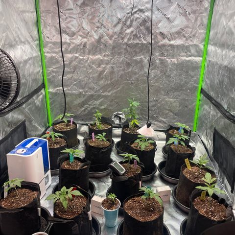 Rancid Rainbow #1 growlog photo:  Transplanted all the girls in to the gallon pots with 
Micro fed 5.6 PH 480 ppm 2.5 g per gallon 5 ml fish shit 3 teaspoons of floralicous plus 10ml rengenaroot 10ml Growth 