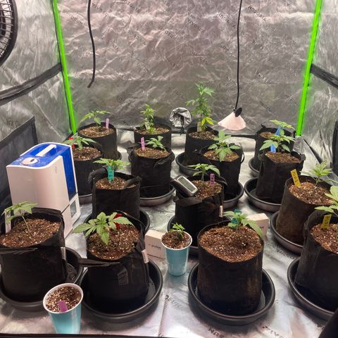 Rancid Rainbow #1 growlog photo:  Transplanted all the girls in to the gallon pots with 
Micro fed 5.6 PH 480 ppm 2.5 g per gallon 5 ml fish shit 3 teaspoons of floralicous plus 10ml rengenaroot 10ml Growth 