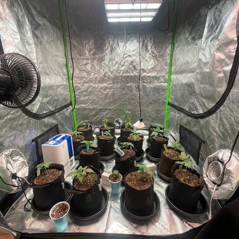 Rancid Rainbow #1 growlog photo:  Transplanted all the girls in to the gallon pots with 
Micro fed 5.6 PH 480 ppm 2.5 g per gallon 5 ml fish shit 3 teaspoons of floralicous plus 10ml rengenaroot 10ml Growth 