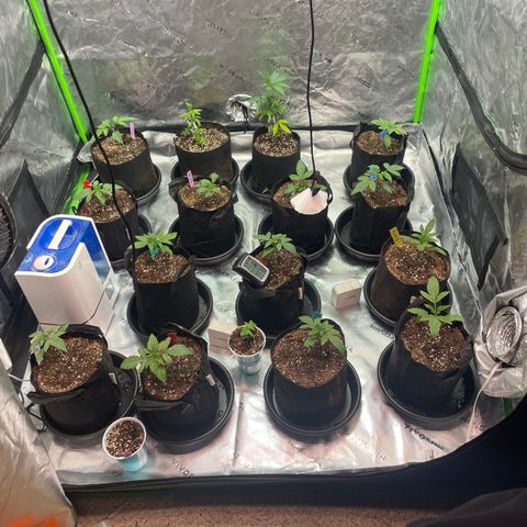 Rancid Rainbow #1 growlog photo:  Transplanted all the girls in to the gallon pots with 
Micro fed 5.6 PH 480 ppm 2.5 g per gallon 5 ml fish shit 3 teaspoons of floralicous plus 10ml rengenaroot 10ml Growth 