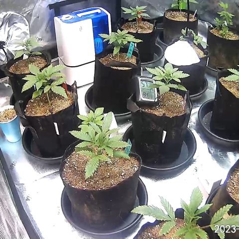 Rancid Rainbow #1 growlog timeline photo