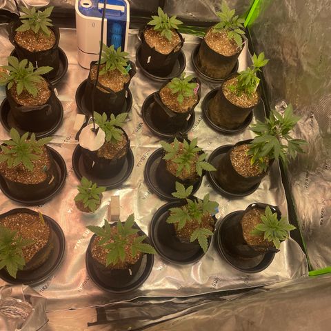 Rancid Rainbow #1 growlog timeline photo
