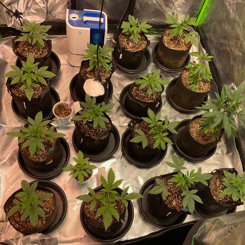 Rancid Rainbow #1 growlog timeline photo