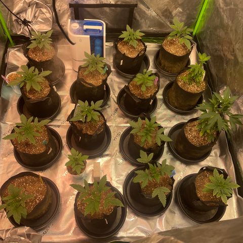 Rancid Rainbow #1 growlog timeline photo