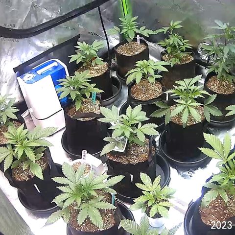 Rancid Rainbow #1 growlog timeline photo