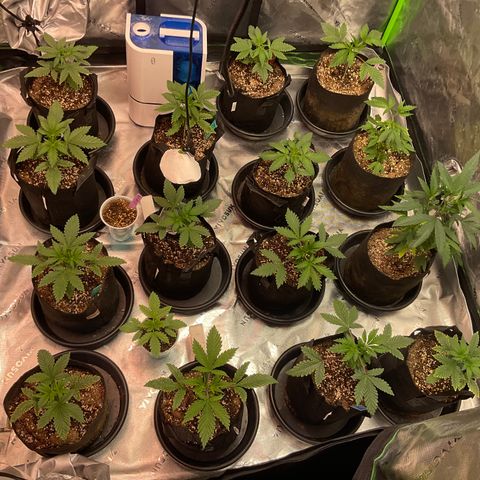Rancid Rainbow #1 growlog photo: Watered 5.5 ph 5ml fish shit 12.5 gr powder feed 20 ml regenearoot 20ml hydroben 20 ml veg booster 1tsp floralicious plus 25ml cali magic 