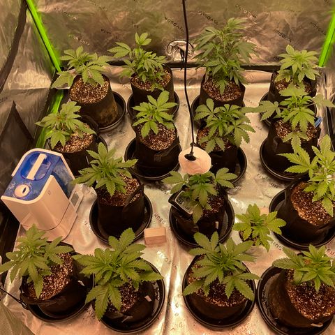 Rancid Rainbow #1 growlog photo: Watered 5.5 ph 5ml fish shit 12.5 gr powder feed 20 ml regenearoot 20ml hydroben 20 ml veg booster 1tsp floralicious plus 25ml cali magic 