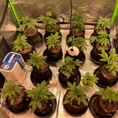 Rancid Rainbow #1 growlog photo: Watered 5.5 ph 5ml fish shit 12.5 gr powder feed 20 ml regenearoot 20ml hydroben 20 ml veg booster 1tsp floralicious plus 25ml cali magic 
