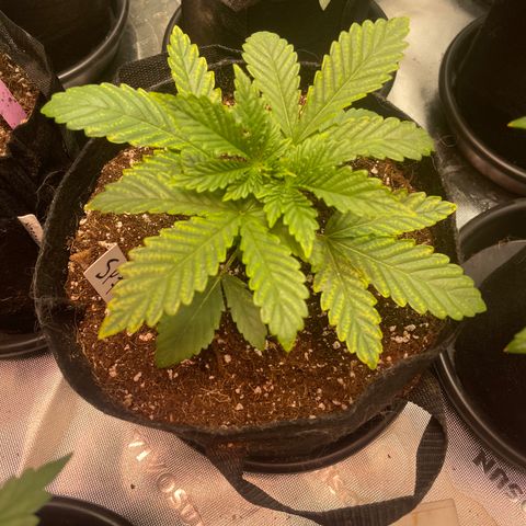 Rancid Rainbow #1 growlog timeline photo