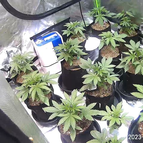 Rancid Rainbow #1 growlog timeline photo