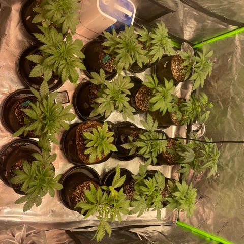 Rancid Rainbow #1 growlog timeline photo