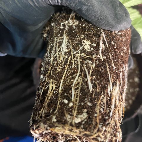 Rancid Rainbow #1 growlog timeline photo