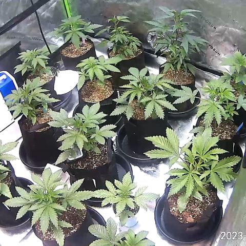 Rancid Rainbow #1 growlog timeline photo