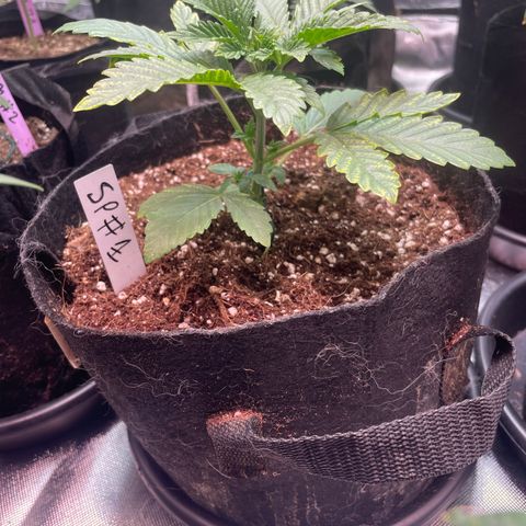 Rancid Rainbow #1 growlog timeline photo