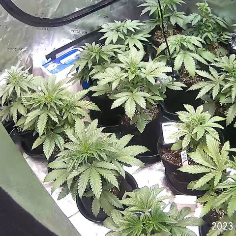 Rancid Rainbow #1 growlog timeline photo