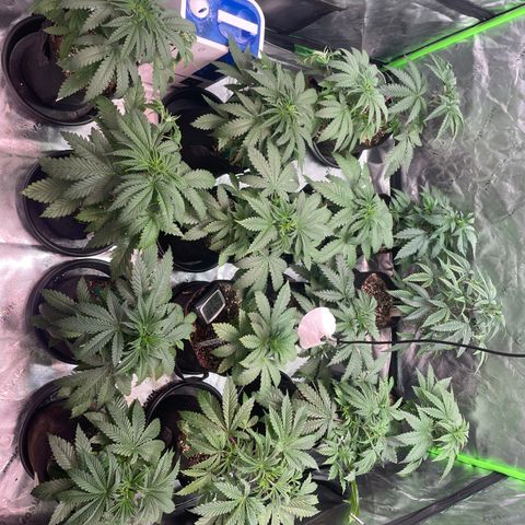 Rancid Rainbow #1 growlog photo: Added some humidifier acid 5tbs