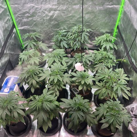 Rancid Rainbow #1 growlog timeline photo