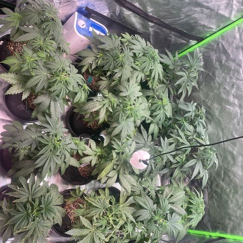 Rancid Rainbow #1 growlog timeline photo