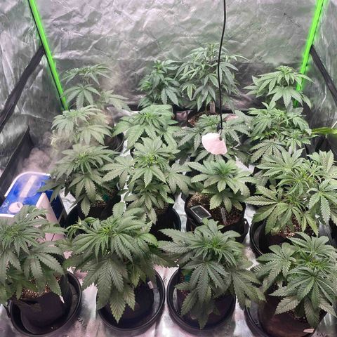 Rancid Rainbow #1 growlog timeline photo