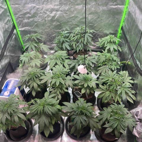 Rancid Rainbow #1 growlog timeline photo