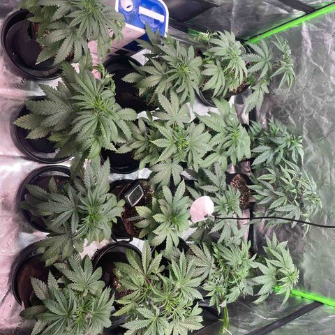 Rancid Rainbow #1 growlog timeline photo
