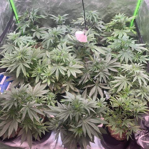 Rancid Rainbow #1 growlog timeline photo