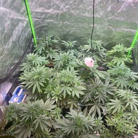 Rancid Rainbow #1 growlog timeline photo
