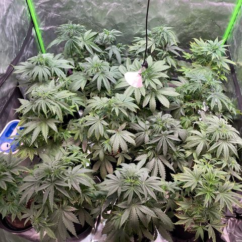 Rancid Rainbow #1 growlog timeline photo