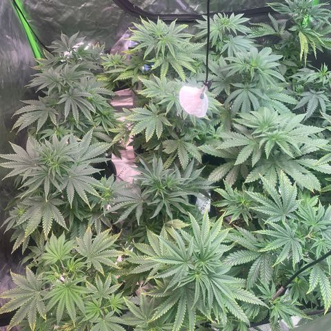 Rancid Rainbow #1 growlog timeline photo