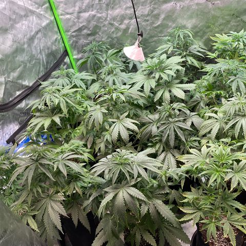 Rancid Rainbow #1 growlog photo: Light defoliation and underbrush cleanup 