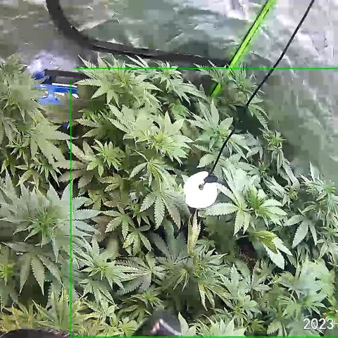 Rancid Rainbow #1 growlog photo: Light defoliation and underbrush cleanup 