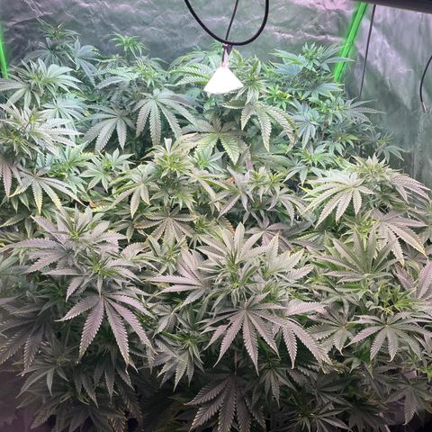 Rancid Rainbow #1 growlog timeline photo