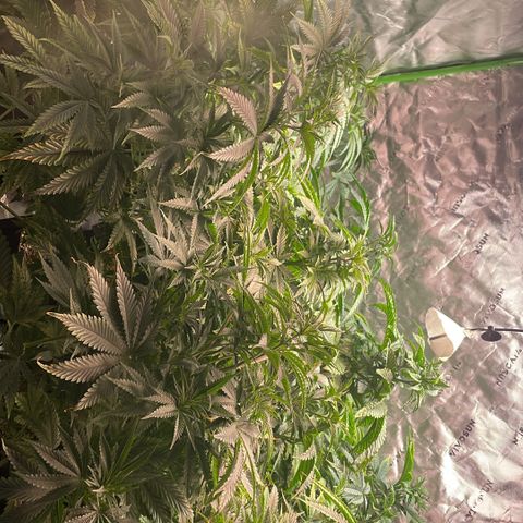 Rancid Rainbow #1 growlog timeline photo