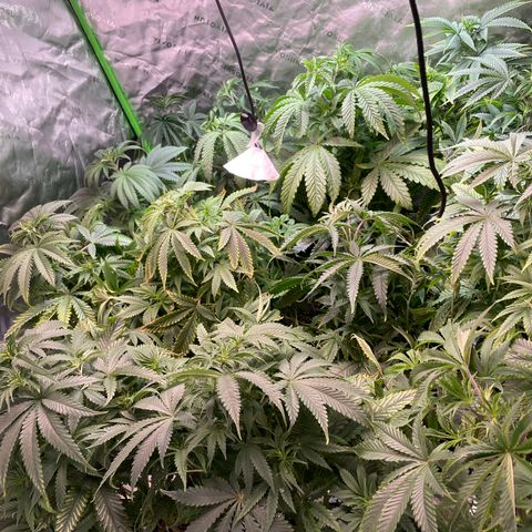 Rancid Rainbow #1 growlog timeline photo