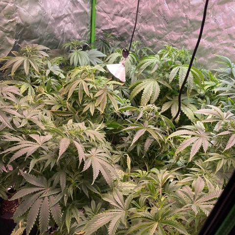 Rancid Rainbow #1 growlog timeline photo