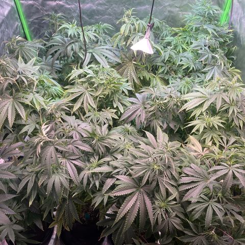 Rancid Rainbow #1 growlog timeline photo