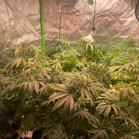 Rancid Rainbow #1 growlog timeline photo